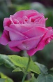 Rose American Beauty | Rosas, Flores, Incienso