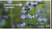 Lamiaceae family, description, floral formula importance - YouTube