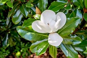 12 Popular Types of Magnolia Trees and Shrubs