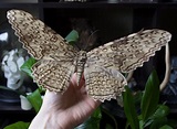 White Witch Moth: Identification, Life Cycle, Facts & Pictures