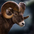 File:Big Horn Sheep, Montana, USA.jpg
