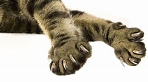 18 Cat Claws Anatomy Facts for Beginners - Kitty Devotees