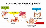 El sistema digestivo