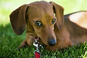 Wiener dog races at Emerald Downs