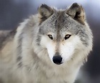 Why Is the Grey Wolf Still Endangered? - MyStart