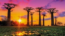 Madagascar, à la découverte de l'île rouge - Expedream