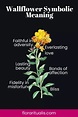Wallflower plant discover its meaning - Flora Ritualis