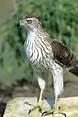 Cooper's Hawk (accipiter Cooperii Photograph by Richard and Susan Day ...