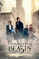 Fantastic Beasts and Where to Find Them (2016) - DVD PLANET STORE