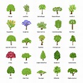 diversi tipi di alberi 2168918 Arte vettoriale a Vecteezy