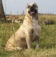 Cimarrón Uruguayo Breed Guide - Learn about the Cimarrón Uruguayo.