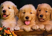 Golden Retriever Cachorros De Calidad - $ 4,999.00 en Mercado Libre