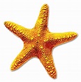 Starfish clipart realistic pictures on Cliparts Pub 2020! 🔝