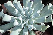 Echeveria runyonii 'Topsy Turvy' - Blue Sky Nursery