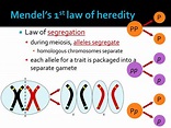 PPT - Unit 10 : Mendelian Genetics and Heredity PowerPoint Presentation ...