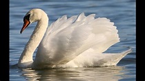 LIVE Graceful swans on the lake Relaxing video HD - YouTube