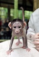 Shy baby monkey at Paris zoo (8 pics) | Amazing Creatures
