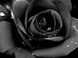 The Curious Meaning of Black Roses – A to Z Flowers
