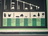 Evolution of Plants Timeline Cladogram Family Tree Infographic - Etsy ...