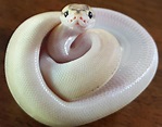 Baby snake smiles! https://ift.tt/2TcOB10 | Baby snakes, Cute reptiles ...