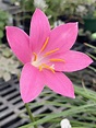 Zephyranthes fosteri, Foster’s Rain Lily | Grown from seed ...