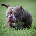 BEST OF THE TRI COLOR AMERICAN BULLY | AMAZING POCKET BULLIES | by ...