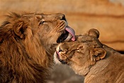 O comportamento dos leões - Jardim Animal