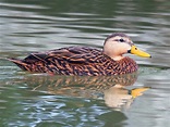 13 Types of Ducks in Texas (With Pictures) - Animal Hype