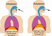 processus de respiration – fonctionnement du système respiratoire ...