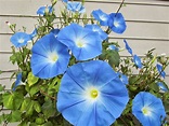 Four Hills of Squash: The Heavenly Blue Morning Glory