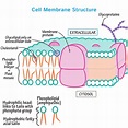Cell Biology Glossary: Membrane Structure Overview | ditki medical ...