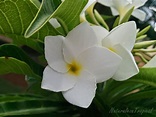 Flor blanca con centro amarillo del género Plumeria