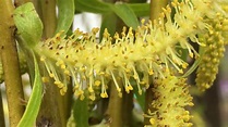 Golden weeping willow - male flowers close up - March 2019 - YouTube