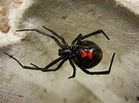 File:Adult Female Black Widow.jpg - Wikimedia Commons