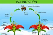 ¿Dónde se encuentra el polen en una flor? - Aprende sobre la ubicación ...