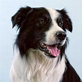 Border Collie Dog Breed Information, Images, Characteristics, Health
