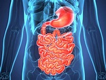 Nutrición: El proceso y fases de la digestión - Bienvenido