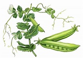 Pea (Pisum sativum L.) Domestication - The History of Peas and Humans