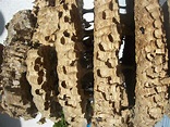 Trova un gigantesco nido di calabroni nel camino di casa – Il Settempedano