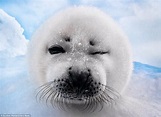 Gunther Riehle photographs Harp seals in Canada as they wink and pose ...