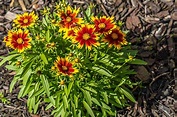 How to Prepare Coreopsis for Winter | Gardener’s Path