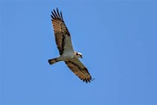 Fischadler Flugeilage - Rheingold Natur- und Tierfotografie