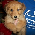 Lifeline Puppy Rescue's Adoptable Pups This Week (PHOTOS) | HuffPost