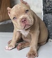 american bully 🙏🏾😍😍 | Pitbull puppies, Pit puppies, Cute animals