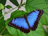 Las mariposas azules que puedes encontrar en el Amazonas - Mi Viaje