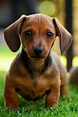 Pin by Kathy Gant on Wiener dogs | Dachshund pets, Dachshund puppy ...