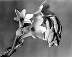 Galería: Imogen Cunningham | Oscar en Fotos