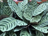 Fishbone Prayer Plant 'Ctenanthe' Guide: Growing Happy Plants