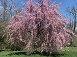 Willow Tree Pink Flowers / 19 Species of Weeping Trees : Its wood is ...