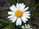 Free Images : nature, flower, petal, bloom, summer, herb, botany ...
